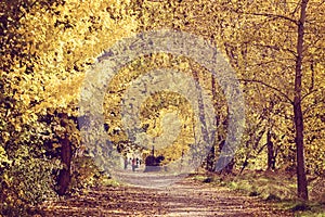 A Forest Of Autumn Leaves In Arrowtown, New Zealand