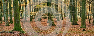 Forest, autumn and leaves on ground with trees in nature or environment with natural landscape. Tree, outdoor and woods