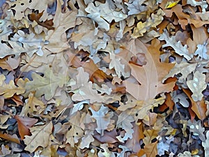 Forest autumn leaves lightly watercolored