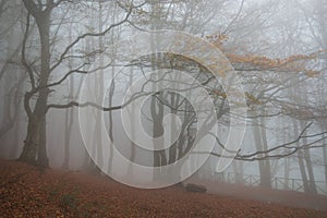 Forest in autumn morning mist, park of Monte Cucco, Italy