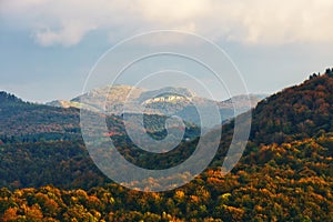 Forest in autumn near Altube