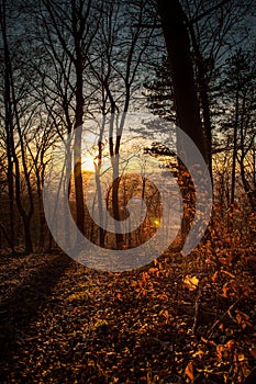 Forest in autumn with red foliage