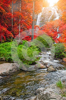 Forest in autumn with river and waterfalls.