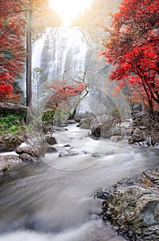 Forest in autumn with river and waterfalls.