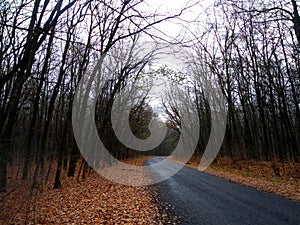 Forest autumn the road and around the bend