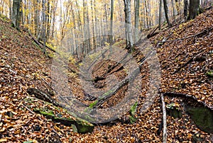 Forest in autumn, Slovakia