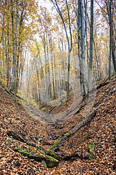 Forest in autumn, Slovakia