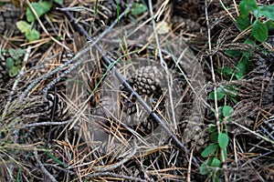 Forest still life - cones, toadstools, tree