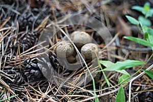 Forest still life - cones, toadstools, tree