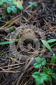 Forest still life - cones, toadstools, tree