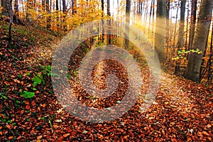 Forest In Autumn With Sunbeam