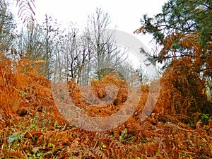 Forest: autumn tricolore