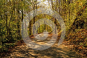 Forest in autumn with way in light and shadow