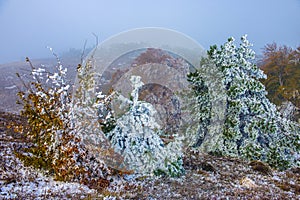 Forest in the autumn-winter period when a cloud of fog came and on plants and trees appeared hoarfrost