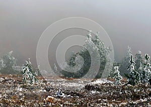 Forest in the autumn-winter period when a cloud of fog came and on plants and trees appeared hoarfrost