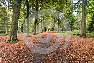 Forest in autumnal colors