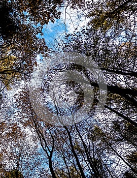 Forest, autumnal trees against blue sky nature background