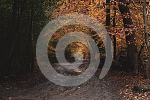 Forest  in autumnmood