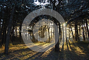 Forest with back light shining through