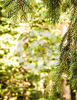 Forest background. Close-up of spruce branches photo
