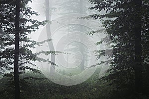 Forest background with fog and green vegetation