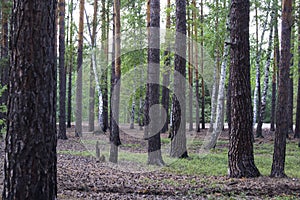 Forest background. Nature. Forest Glade