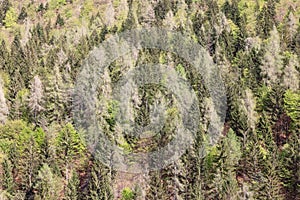 Forest background. Wild deep centuries-old alpine forests