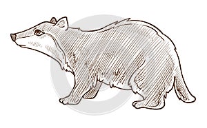 Forest badger isolated sketch, wild animal encyclopedia drawing