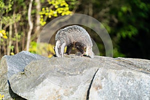 The Forest Badger Meles Meles