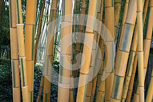 Bamboo / bamboe