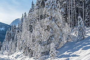 Forest in Banff National Park