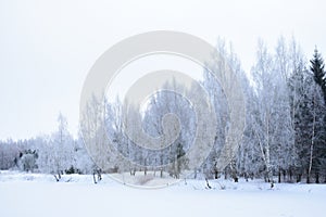 Forest on the Bank of the river birch grove alley, landscape Park tree branches in the ice. Frozen pond pond field. Cloudy