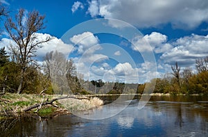 Forest on the bank of the Warta river photo