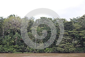 Forest on the banks of the Amazon River