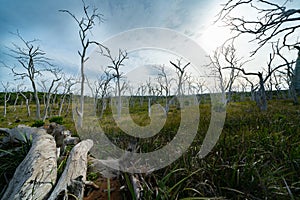 Forest of bare  dead wriggly trees in Great Otway National Park photo