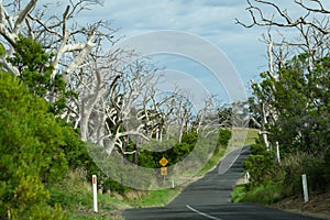 Forest of bare  dead wriggly trees in line both sides of Great Ocean Road