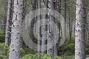 Forest with bare fir tree barks during autumn