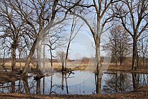 A Forest of Bare Trees in Autumn sheltering a Frog Pond 2