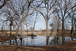 A Forest of Bare Trees in Autumn sheltering a Frog Pond 3