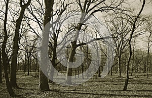 A Forest of Bare Trees in Sepia Tone