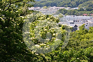 Forest bathing/fresh green park