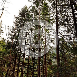 The forest, the battery of life Ã°Å¸Â¥Â° Ã¢â¬Â¼Ã¯Â¸ÂCLICK ON THE LINK FOR AN online TUTORIALÃ¢â¬Â¼Ã¯Â¸Â