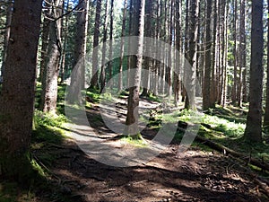 Forest in Bavarian Alps