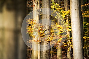 Forest in beautiful autumn shades and sunlight. picturesque woodland areas in amazing vivid colors of fall season