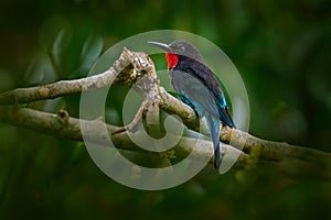Forest bee eater. Black bee-eater, Merops gularis, bird. African tropical rainforest. Black bee-eater sitting on tree branch in