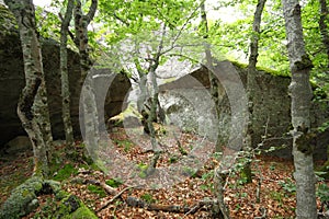 Forest of beech tree in Pyrenees