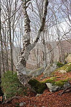 Forest of beech tree in Pyrenees