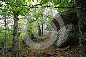 Forest of beech tree in Pyrenees