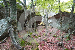 Forest of beech tree in Pyrenees