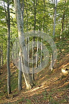 Forest of beech trees